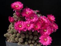 Thumbnail of 1246_Chamaecereus Hybride lila_20160529(1).JPG